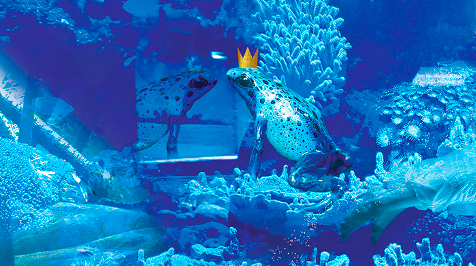 photomontage grenouille